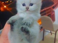 Safkan bebekler british longhair