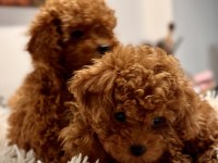 Red Toy Poodle Bebekler