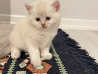 Blue Point British Longhair Kedilerim