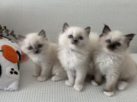 Safkan Scrli Anne-Babadan Ragdoll Yavrular