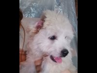 3 aylık terrier erkek sahibinden sahiplendiriyoruz