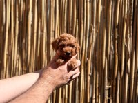 Kore Poodle 2 Aylık