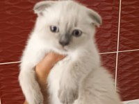 Lynx point scottish fold dişi
