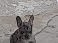 2 Aylık Merle French bulldog