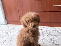 Sevimli Poodle Köpekler