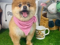17 aylık dişi orijinal kızanda pomeranian