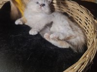 Ragdoll Yıldızım