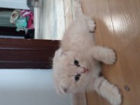 Scottish fold yavru