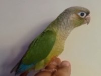 El Besleme Konur Papağanı