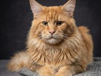 Şecereli Anne Baba Şampiyon 1 Buçuk Yaşında Maine Coon
