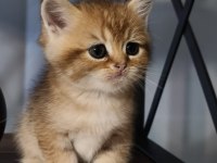 Golden minik british shorthair bebeğim