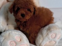 Oyuncu ve Safkan Toy Poodle Bebekler