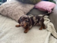 MİNİ DACHSHUND BEBEKLER AŞILI GARANTİLİ