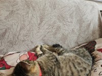 ÜCRETSİZ ev kedisi