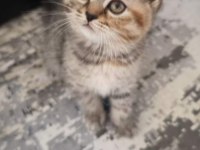 2 aylık dişi ve erkek scottish fold yavrularım