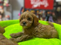 ORJİNAL HİPOALERJENİK TEACUP MALTİPOO