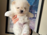 A Kalite Pomeranian Bebeklerim