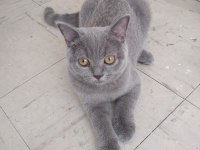 British Shorthair Bebeklerimiz