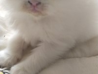 Mavi gözlü british longhair bebekler