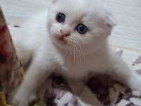 Tatlı Kedim Helenim