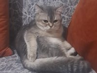 Oyuncu 6 Aylık British Shorthair