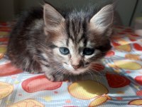 Yavru British Longhair