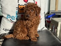 Petmode köpek çiftliğinde ziyarete açık toy poodle