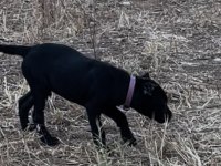 Safkan Cane Corso