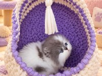 Safkan blue white pure persian yavrumuz