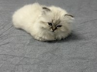 British Longhair 2 aylık yavru dişi kedimiz