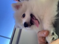 4 aylık dişi pomeranian sahiplendirme