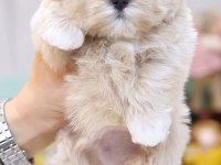 Kore Kan Teacup Poodle Yeni Sahibini Bekliyor