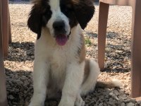 Saint bernard bebek köpekler