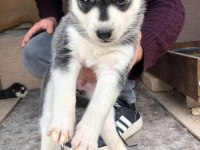 Dişi husky yavrular sahiplendirilecektir