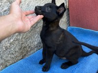 Safkan malinois yavruları