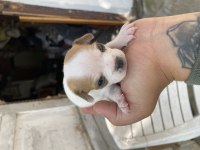 Minik Güzel Chihuahua Şivava