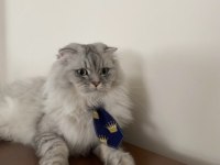3.5 yaşında sakin ve oyuncu scottish fold oğlumuz ÜCRETSİZ