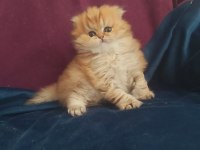 British longhair golden dişi