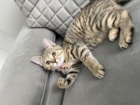 3 AYLIK DİŞİ GOLDEN TABBY BRİTİSH SHORTHAİR