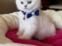 Scottish Fold Erkek Yavrumuza Yuva (Uyguna)