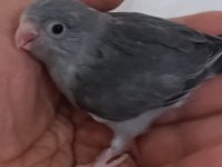 Kara Kartal Erkek Forpus