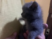 1,5 aylık saf kan scottish fold yavru yuvasını bekliyor