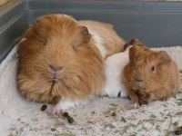 Safkan Sheltie Ginepig Bebekler