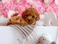 TOY POODLE YAVRULARI 