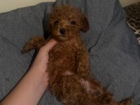 50 günlük poodle bebeklerim
