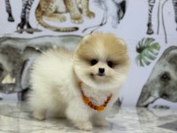 Show Kalite Pomeranian Boo Yavrular