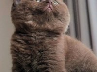 Bitter Çikolata British Shorthair 