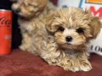 Ankaranın en seçkin tea cup kore maltipoo ları