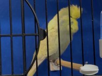 ELE KOLA ALIŞTIRMALIK ÜST DÜZEY ERKEK ŞHOW JUMBO MUHABBET