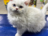 Tatlı mı tatlı british longhair ve shorthair bebeklerim